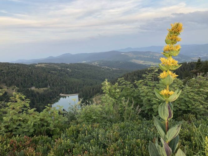 Chalet Anémone - Gîte nature à Soultzeren dans la Vallée de Munster - Alsace - Vosges - Massif Vosgien